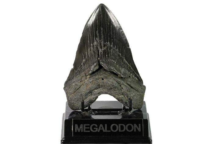 Fossil Megalodon Tooth - Georgia #145462
